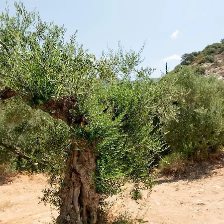 Mani Senses Luxury Villa *