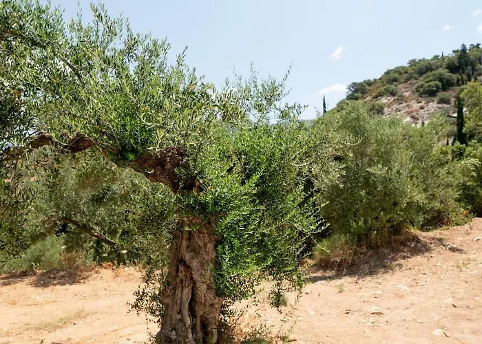 Mani Senses Luxury Villa *